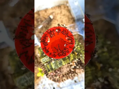 Ants Eating Red Jello
