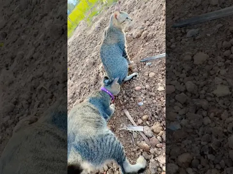 You doing cat😺🙀😹 #cat #foryou #shorts #animal