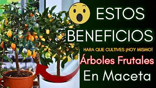 😮😱Estos Beneficios hará que cultives ¡HOY MISMO! Árboles Frutales en Maceta en tu jardín o balcón🍎🍋