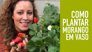 5 DICAS pra PLANTAR MORANGO em VASO SEM VENENO #hortacaseira