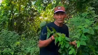 kumpulan vidio koplak