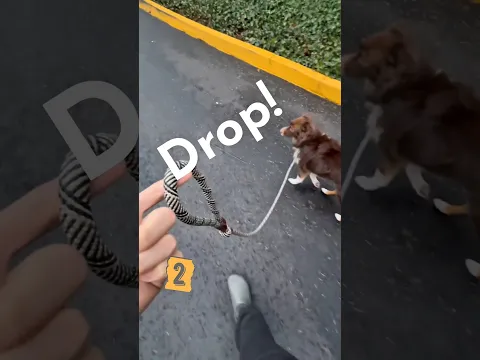 Never Let Go of Your Dog’s Leash 😭🐶 #shorts #dog