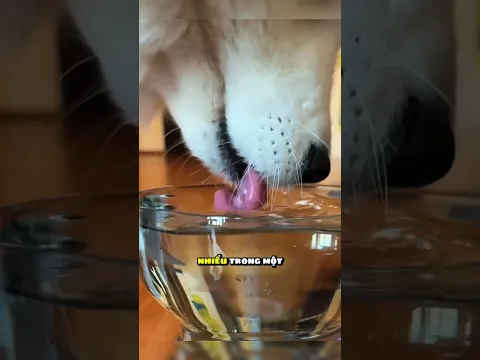 Hóa ra chó và mèo uống nước khác nhau hoàn toàn! 😲
