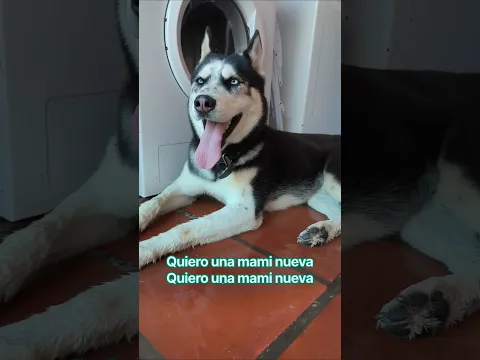 El perro solo hizo una broma? 🐶♥️✨ #perritosfelices #humor