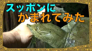 かまれて検証！「スッポンはかみつくと雷が鳴るまではなさない」は本当か？