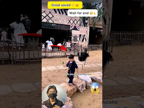 strange behavior of ostriches #saved #shorts #status #short