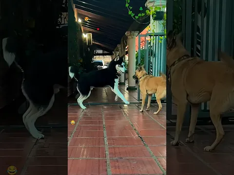 Encontraste los emojis? #reto #perritos