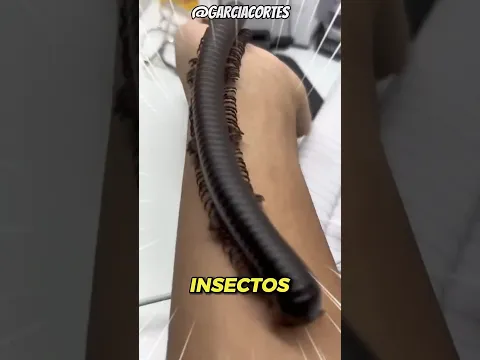 Si VES a este insecto, CORRE por tu vida 🐝👌 #datoscuriosos #animals #naturaleza