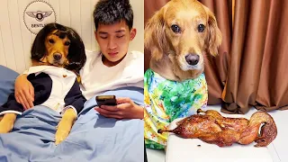 Funny Dog |After the dog takes over#cuihuastory  #cute pet#Animals