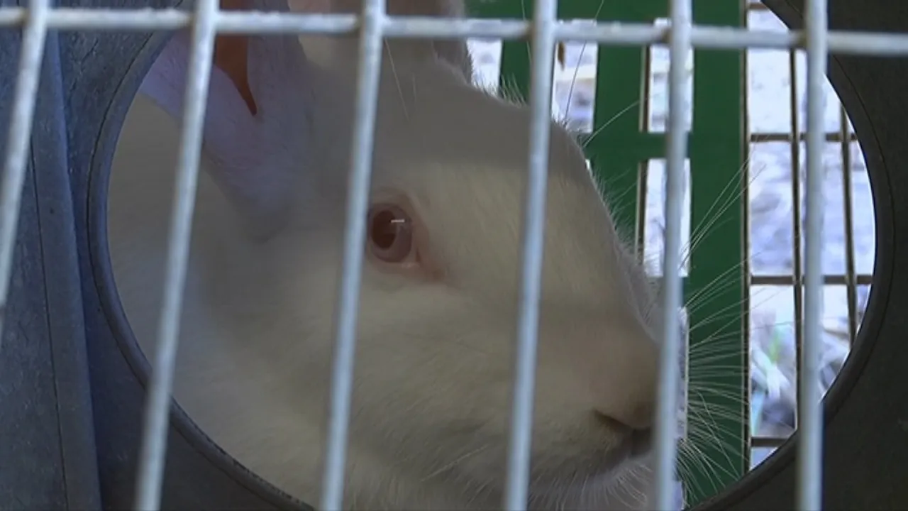 La cunicultura, un sector en regressió a causa dels preus baixos