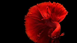 10 Most Beautiful Betta Fishes In The World 😍