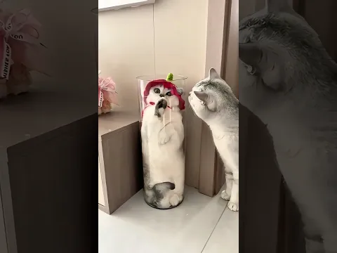 Cats Are Literally Liquid....😹🐾 😂   #shorts