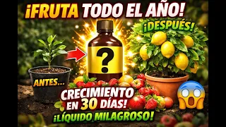 El método que uso para tener frutas en maceta todo el año (nadie me lo explicó así)