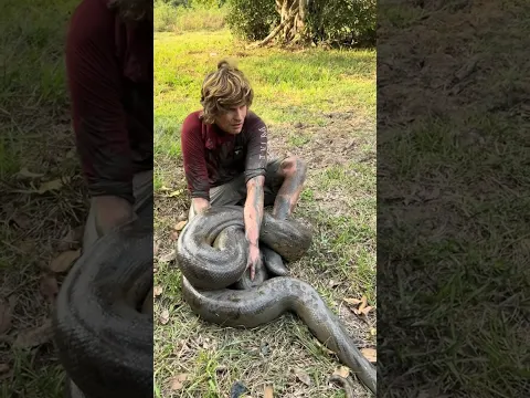 I’m wrapped up by a giant anaconda! #wildlife#snake#animals#nature#cute#anaconda#shorts#viralvideo
