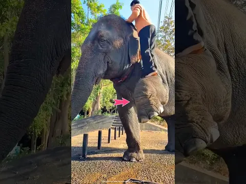 You've never seen an elephant like this! 🤯