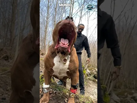 ¡EL MAYOR AMANTE DE PERROS DEL MUNDO #shorts #viral  #pitbull #best #curiosidades