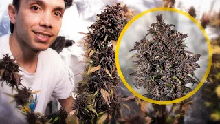 Cosecha rápida en INDOOR I Seguimiento Automáticas Dark Devil Auto®