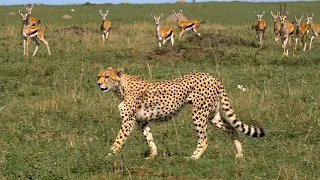 The Savannah Challenge: Herbivores and Carnivores