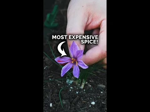 I grew the world's most expensive spice
