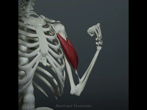 The biceps brachii muscle