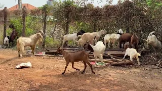 Ano Ang Dapat Tignan Sa Mga Bucklings at Doelings?