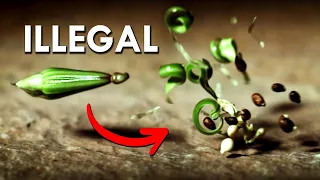 Don't Touch This DEADLY Plant