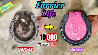FARRIER/BLACKSMITH - SATISFYING HOOF RESTORATION WITH PADS! 10,000K THANK YOU 🙏