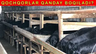 6-ta qoy 30-ta boldi QOY BOQISH SIRLARI OCHILDI ☎️ +998 99-979-32-00