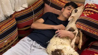 اكبر نصاب ) خاروف العيد 🤣🤣نزار الحموي