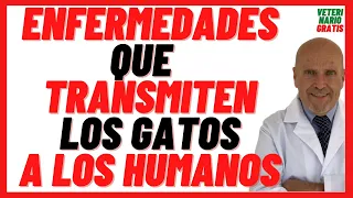 🟣 Enfermedades que Transmiten los Gatos a los Humanos 🟣 las Mujeres, Niños y Hombres 🟣 Toxoplasmosis