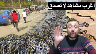 أغرب مشاهد الحيوانات التي يمكن أن تراها في حياتك !!