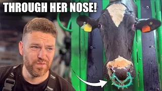 a DECAYING FOOT, it's STUCK in her NOSE ... & a BIG CHUNK of hoof horn peeled off