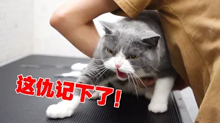 【喵来啦】一年没洗的猫，洗个澡差点和一群狗打起来！