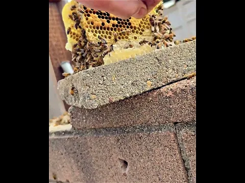 Man Finds Massive Beehive in Wall 🐝😮