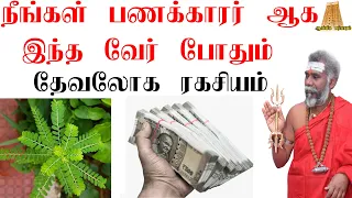 இந்த வேர் போதும் நீங்கள் பணக்காரர் ஆகலாம் | பணத்தை ஈர்க்கும் பரிகாரம் ருத்ரன்ஜி