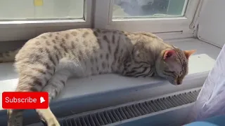cat