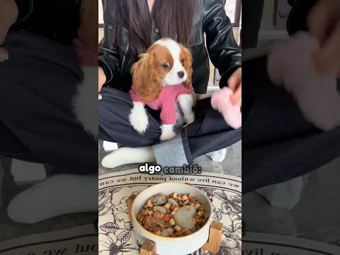 Me voy a morir de hambre si llego tarde a la cena #animales #shorts