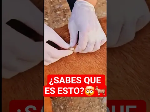 ¿Sabes que es esto? 🤯🐐 #saludanimal #auxiliarveterinario #medicinaveterinaria #cabras #fypyoutube