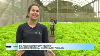 Producen 9.000 lechugas hidropónicas a la semana