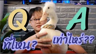 Q&A ซื้อวอแวมาเท่าไหร่ ?? Ep.6