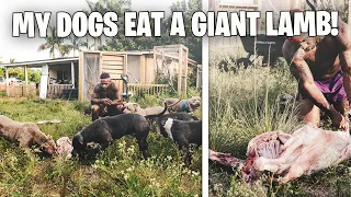 MY DOGS EAT A GIANT LAMB!