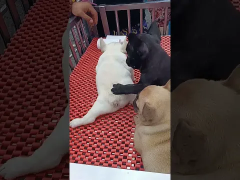 Adorable Puppies🐶🐕‍🦺|Funny Videos #fyp #viral #shorts #short #shortsfeed #puppylover #bulking #corso