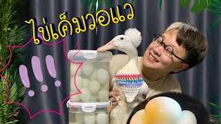 ไข่เค็มวอแว ขโมยไข่วอแวมาทำไข่เค็ม!! | วอแวเป็ดมีผม