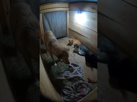 The Dog Sniffed Everywhere… The Lizard Was Right Under His Nose
