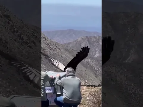 إعادة النسر الا البرية