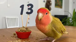 Paquito cumple 13 años!