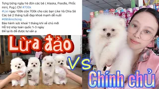 Bán chó phốc sóc 700k giá rẻ trên mạng gặp ngay chính chủ và cái kết