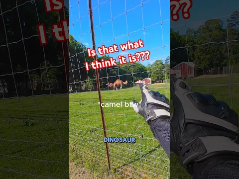 I thought finding the camel was the weird part 😭 #bikerboy #motovlog #biketok #chaos #funny