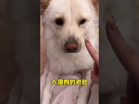 小貓咪的小臉，圓嘟嘟～ #虎虎#萬物可愛計劃