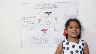 Sense Organs Project for Class 2 | About Sense Organs | Sense Organs Project for Science Fair